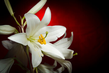 White lily flower