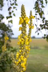 Verbascum blossoms. In gardening and landscaping, Verbascum is valued for the tall narrow stature