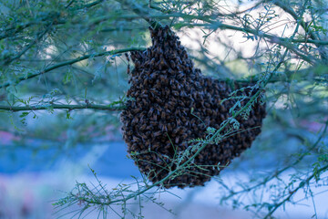 Honey Bee Hive