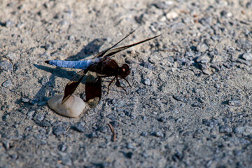 Close up image of a male Long tailed Skimmer also known as the common whitetail (libellula lydia) dragonfly on the ground. It has distinct dark brown bands on its wings generating a checkered pattern.