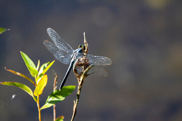 A great blue skimmer dragonfly (Libellula vibrans) resting on a plant with its wings reflecting the...