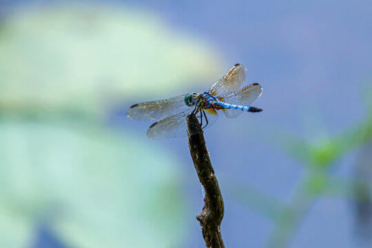 Close up isolated image of a male blue dasher (Pachydiplax longipennis) dragonfly on a stick. These species have distinctive metallic green eyes, yellow striped thorax. Image shows pterostigma on wing