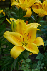 Tiger Lily close up in the garden