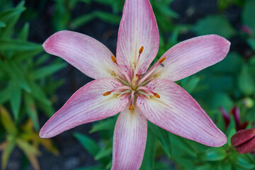 Tiger Lily close up in the garden