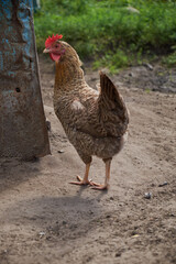 brown hen looking for food in the farm yard. Chickens. Free Range Cock and Hens