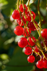 Perfect ripe redcurrants (ribes rubrum) on the branch between green leaves in the sunlight in home garden. Taste of summer