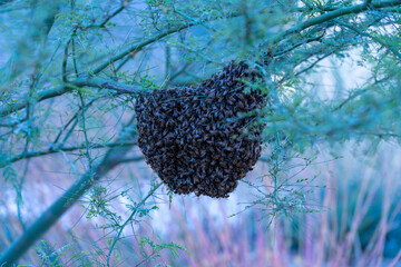 Honey Bee Hive