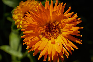 yellow flowers, natural summer background, blurry image, selective focus