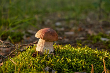 Mushrooms cut in the woods. Mushroom boletus edilus. Popular white Boletus mushrooms in forest.