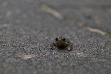 Cope's Gray Treefrog On a Stone