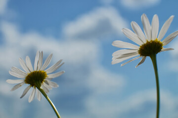 White camomiles close-up. Wildflowers on a background of blue sky. Spring landscape Field of daisies, blue sky and sun.