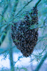 Honey Bee Hive