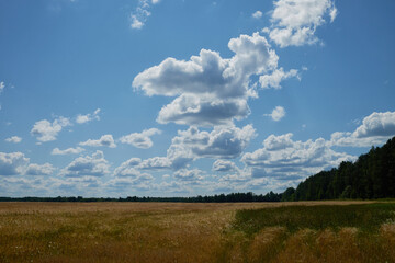Obraz premium a field of grass and a perfect sky