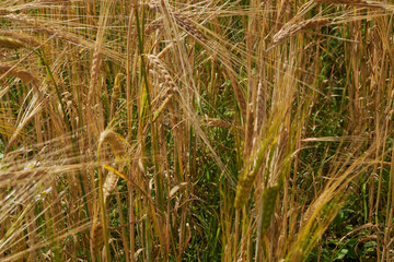 Golden field of wheat and Sunny day