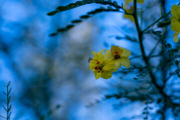 Flowers with bokeh leaves