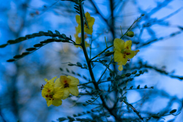 Flowers with bokeh leaves