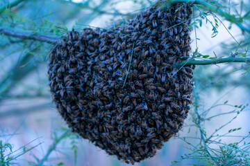 Honey Bee Hive