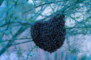 Honey Bee Hive
