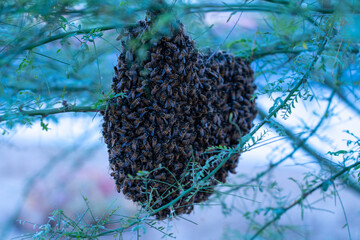 Honey Bee Hive