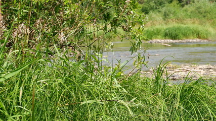 green grass in the water