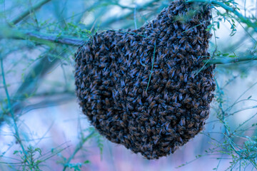 Honey Bee Hive