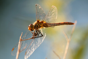 Close up of colorful dragonfly.