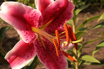 Close up of pink lily flower in the green garden