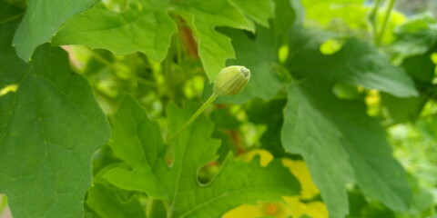 green bud of bitter melon in a garden