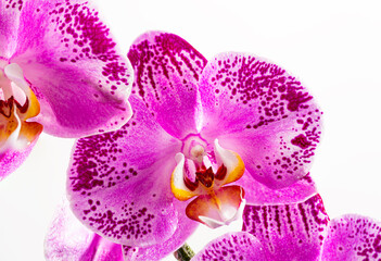 Beautiful macro closeup of Orchid Flowers