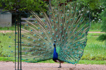 Peacock proudly wearing its feathers