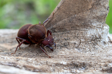 wingless ant on wood