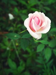 pink rose in garden