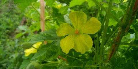 yellow flower of bitter melon in green garden