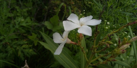 white flower in the forest