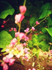 red and green leaves