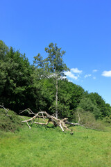An old bare tree in the countryside near Westerham