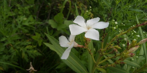 white spring flowers