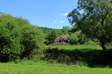 Rhododendrons in the middle of the Westerham Countryside