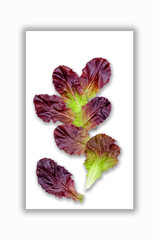 Creative layout of maroon lettuce leaves with a note card.