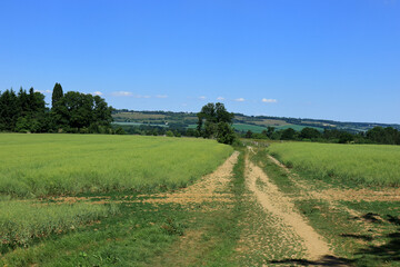 Fototapeta na wymiar A footpath through the fields and meadows of the Westerham Countryside