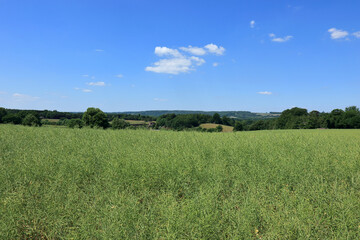 A view across the fields and meadows of the Westerham Countryside