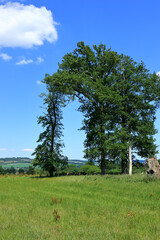 A tree in the shape of an arch under a blue sky