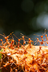 Red ants rescue of larvae in nest
