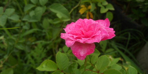 pink rose flower