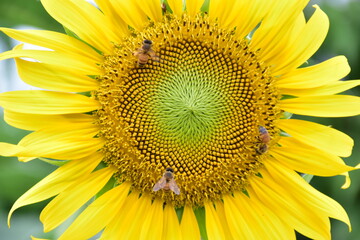 Closeup of sunflowers with blurred background. (Selective focus)