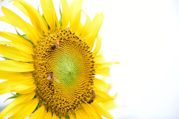 Closeup of sunflowers with blurred background. (Selective focus)