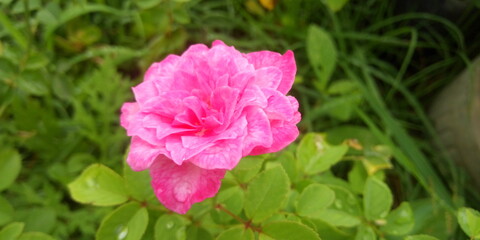 pink rose in the garden