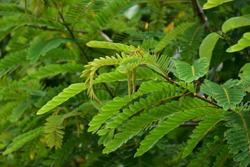 Siamese senna or Siamese cassia plants