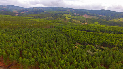 Fototapeta na wymiar trees farm in the mountains of calima for paper and cardboard production