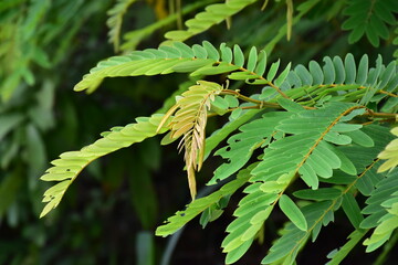 Siamese senna or Siamese cassia plants